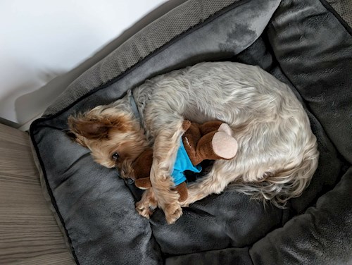 Raluca- petsitter Iași vagy Állat szitter a kutyák cicák 