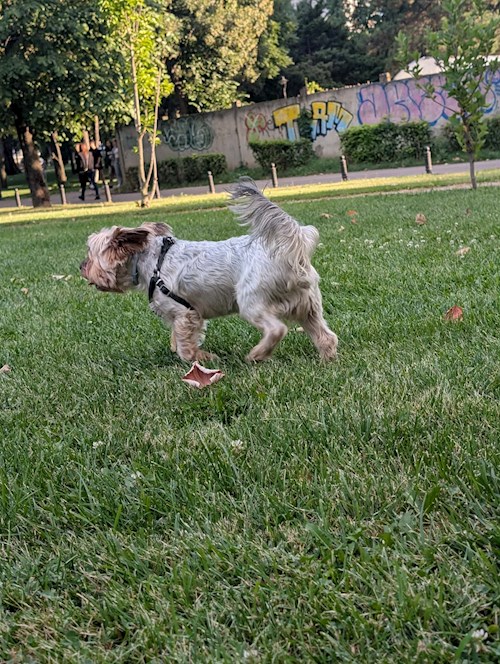 Raluca- petsitter Iași vagy Állat szitter a kutyák cicák 