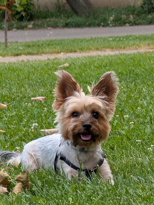 Raluca- petsitter Iași vagy Állat szitter a kutyák cicák 