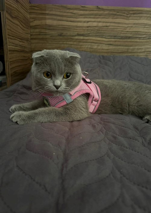 Stefania- petsitter Cluj-Napoca sau Bonă pentru animale pentru câini pisici 