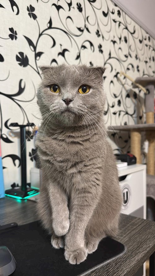 Stefania- petsitter Cluj-Napoca sau Bonă pentru animale pentru câini pisici 