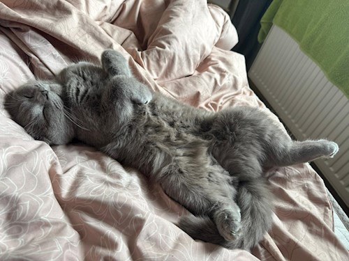 Stefania- petsitter Cluj-Napoca sau Bonă pentru animale pentru câini pisici 