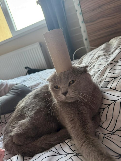 Stefania- petsitter Cluj-Napoca sau Bonă pentru animale pentru câini pisici 