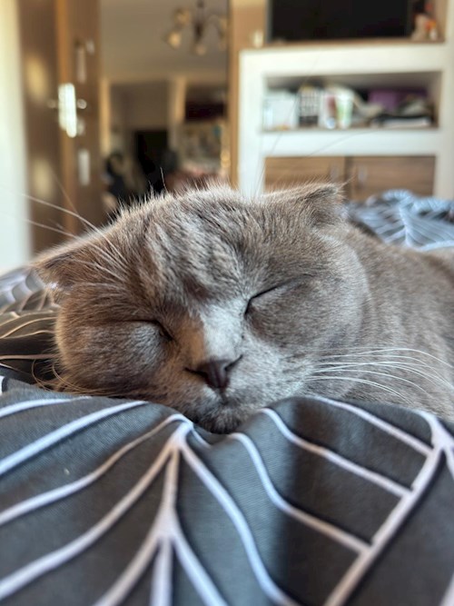 Stefania- petsitter Cluj-Napoca sau Bonă pentru animale pentru câini pisici 