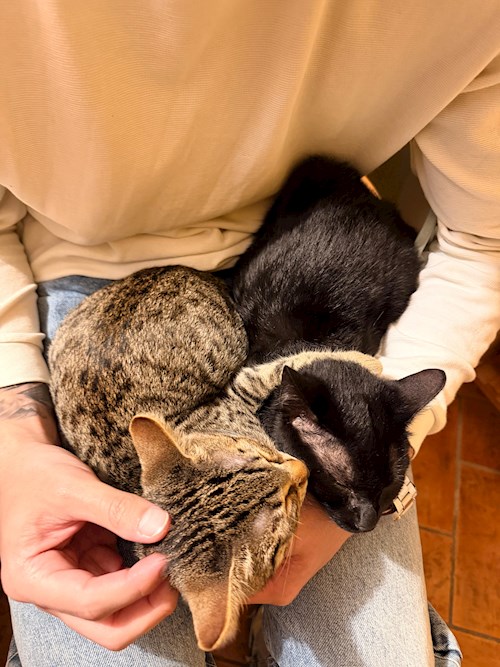 Damiano- petsitter București or Pet nanny for dogs cats 