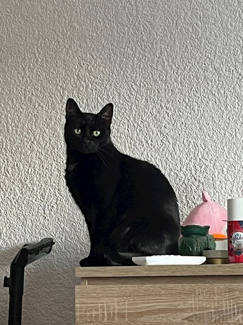 Glomnicu- petsitter București sau Bonă pentru animale pentru câini pisici 