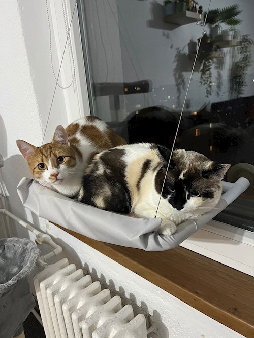 Glomnicu- petsitter București sau Bonă pentru animale pentru câini pisici 