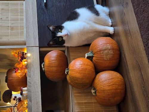 Elena- petsitter București vagy Állat szitter a cicák 