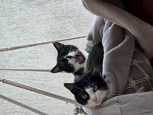 Elena- petsitter București vagy Állat szitter a cicák 