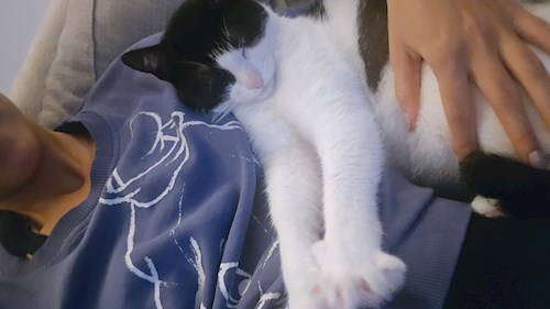 Elena- petsitter București vagy Állat szitter a cicák 