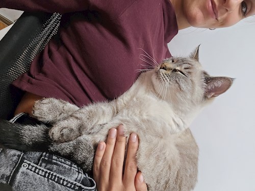 Elena- petsitter București vagy Állat szitter a cicák 