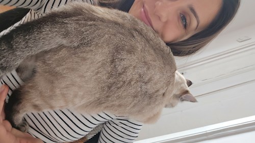 Elena- petsitter București vagy Állat szitter a cicák 