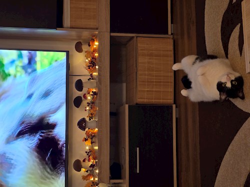 Elena- petsitter București vagy Állat szitter a cicák 