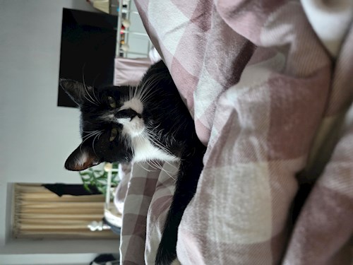 Elena- petsitter București vagy Állat szitter a cicák 