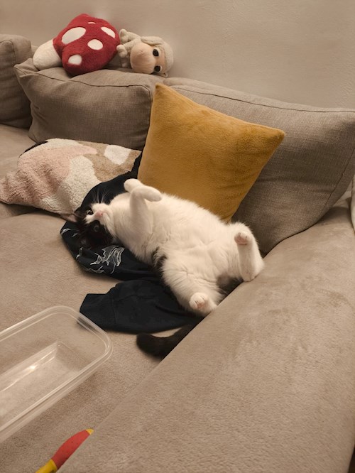 Elena- petsitter București vagy Állat szitter a cicák 