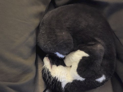 Elena- petsitter București vagy Állat szitter a cicák 