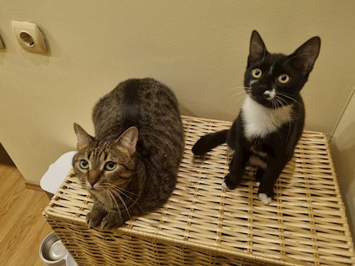 Maria- petsitter București sau Bonă pentru animale pentru pisici 