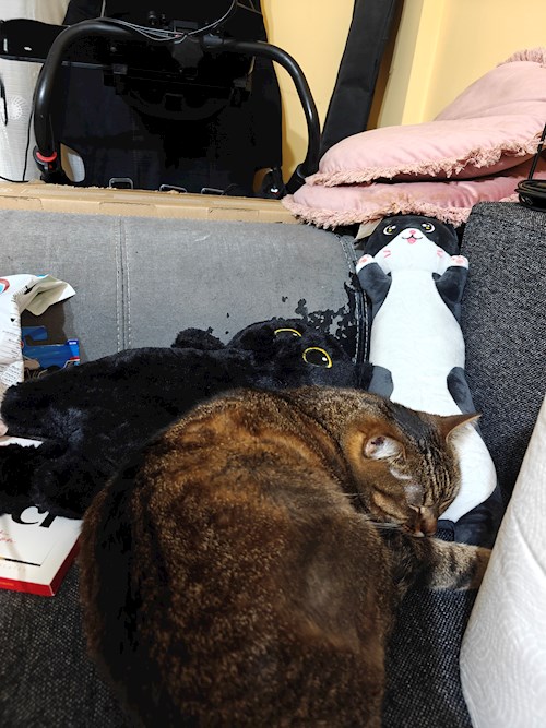 Maria- petsitter București sau Bonă pentru animale pentru pisici 