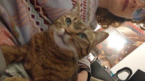 Maria- petsitter București sau Bonă pentru animale pentru pisici 