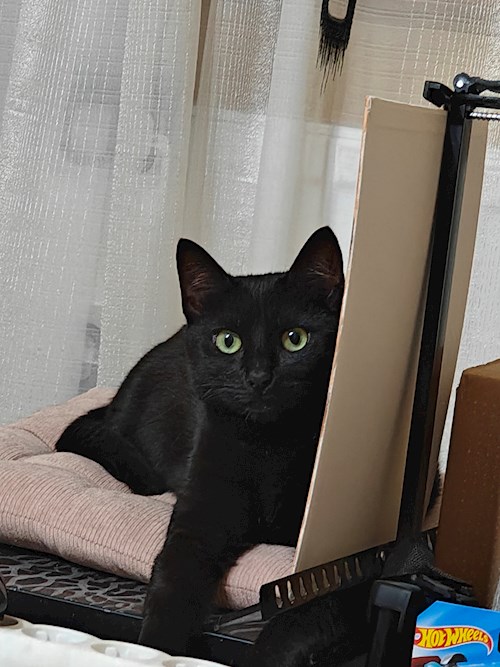 Maria- petsitter București sau Bonă pentru animale pentru pisici 