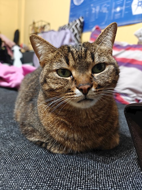 Maria- petsitter București sau Bonă pentru animale pentru pisici 