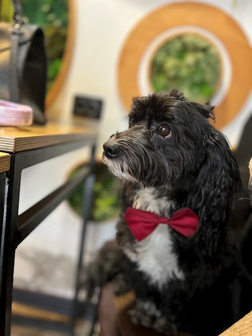 Patricia- petsitter Brașov or Pet nanny for dogs cats 