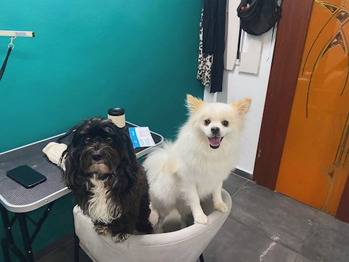 Patricia- petsitter Brașov or Pet nanny for dogs cats 