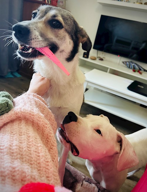 Iasmina- petsitter Oradea sau Bonă pentru animale pentru câini pisici 