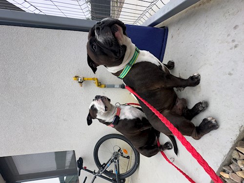 Iasmina- petsitter Oradea sau Bonă pentru animale pentru câini pisici 