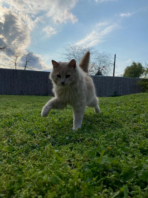 Cozlov- petsitter București or Pet nanny for dogs cats 