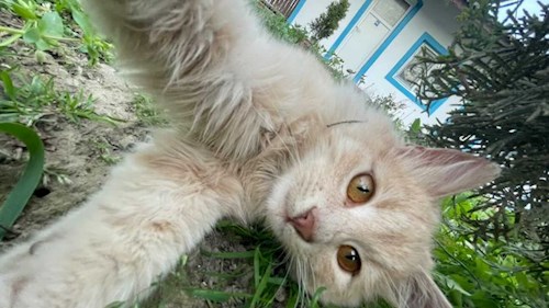 Cozlov- petsitter București or Pet nanny for dogs cats 