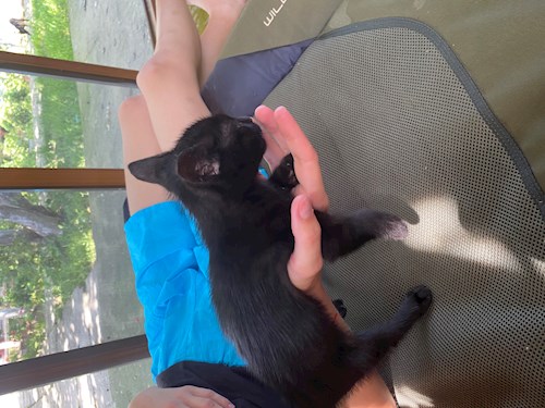 Cozlov- petsitter București or Pet nanny for dogs cats 