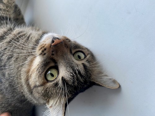 Cozlov- petsitter București or Pet nanny for dogs cats 