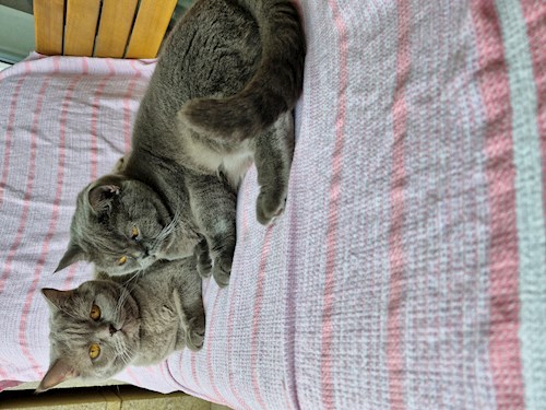 Andreea- petsitter București or Pet nanny for dogs cats 