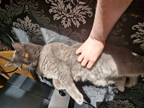 Andreea- petsitter București or Pet nanny for dogs cats 