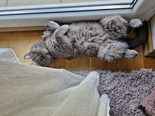 Andreea- petsitter București or Pet nanny for dogs cats 