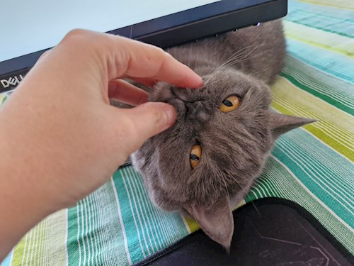 Andreea- petsitter București or Pet nanny for dogs cats 