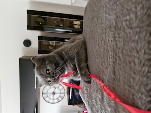 Andreea- petsitter București or Pet nanny for dogs cats 