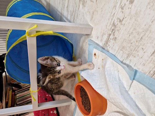 Andreea- petsitter București or Pet nanny for dogs cats 