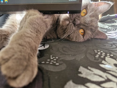 Andreea- petsitter București or Pet nanny for dogs cats 