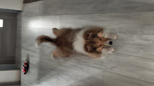 Iustina- petsitter Dezmir vagy Állat szitter a kutyák cicák 