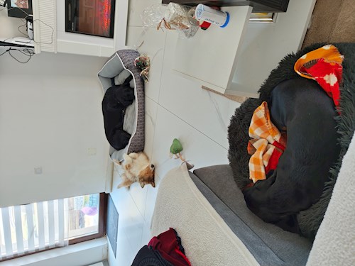 Iustina- petsitter Dezmir vagy Állat szitter a kutyák cicák 