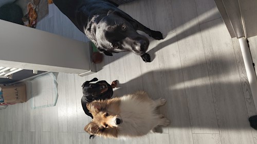 Iustina- petsitter Dezmir vagy Állat szitter a kutyák cicák 