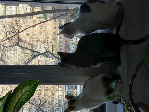 Mitrica- petsitter București vagy Állat szitter a kutyák cicák 