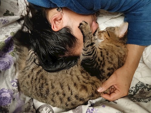 Mitrica- petsitter București vagy Állat szitter a kutyák cicák 