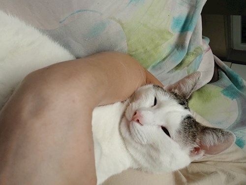 Mitrica- petsitter București vagy Állat szitter a kutyák cicák 