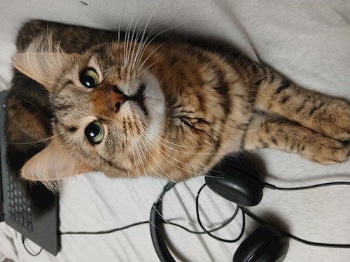 Mitrica- petsitter București vagy Állat szitter a kutyák cicák 