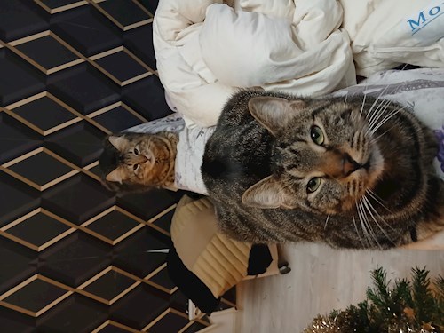 Mitrica- petsitter București vagy Állat szitter a kutyák cicák 