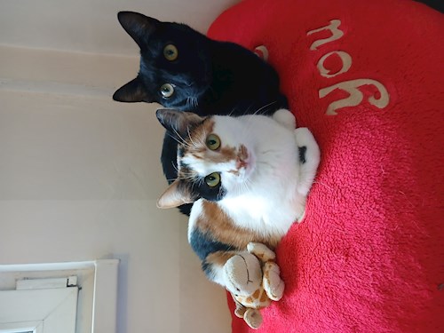 Mitrica- petsitter București vagy Állat szitter a kutyák cicák 