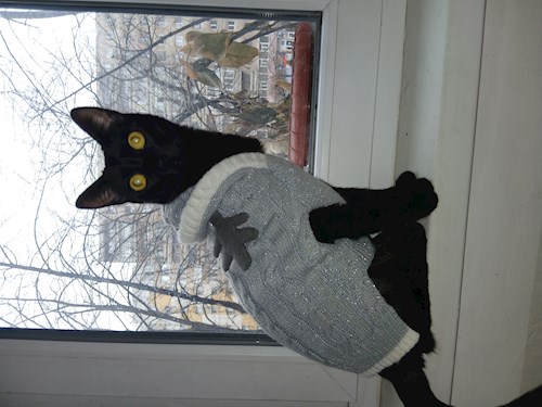 Mitrica- petsitter București vagy Állat szitter a kutyák cicák 